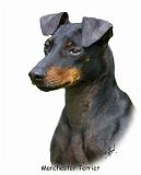 Manchester Terrier 8W13D-07